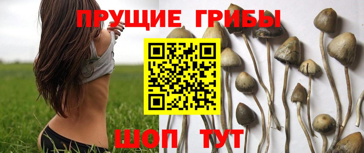 Знаменск  купить наркотики сайты  Галлюциногенные грибы Psilocybine cubensis  Вход с VPN  Галлюциногенные грибы Psilocybine cubensis 