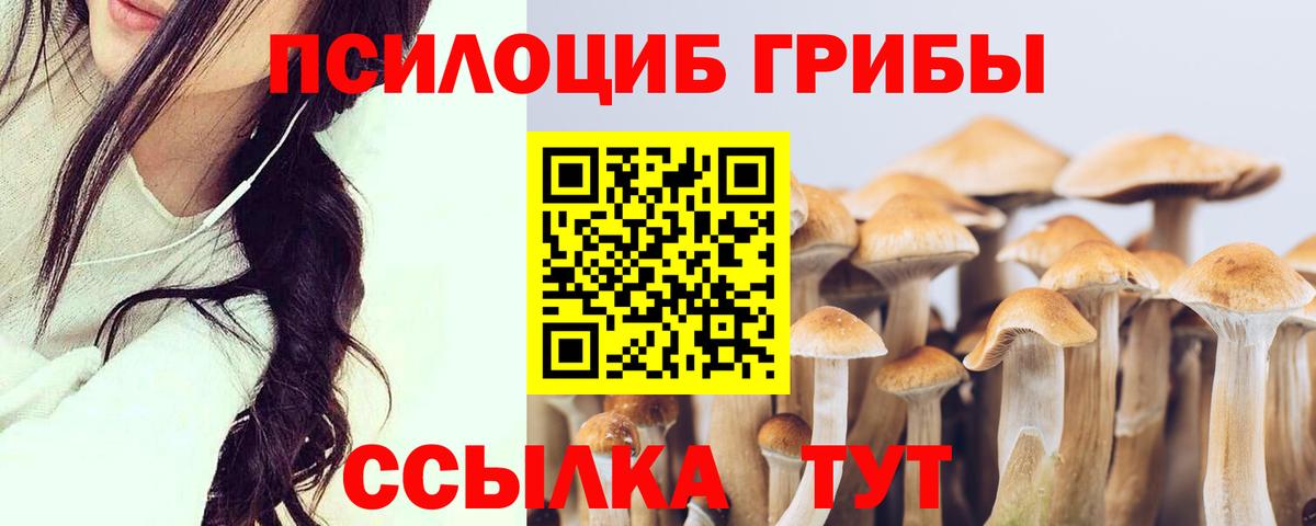 Псилоцибиновые грибы Cubensis Знаменск